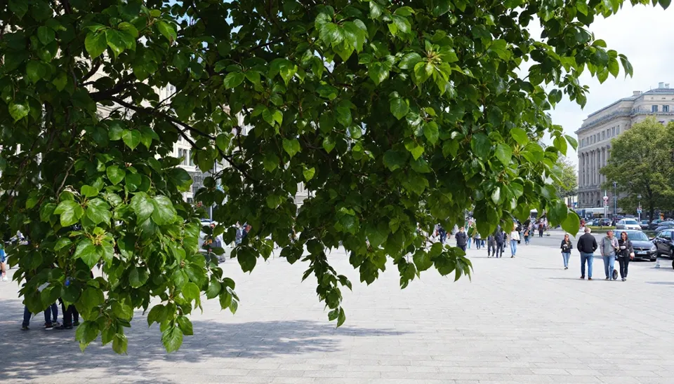 Leafy tree overlooking a bright urban plaza